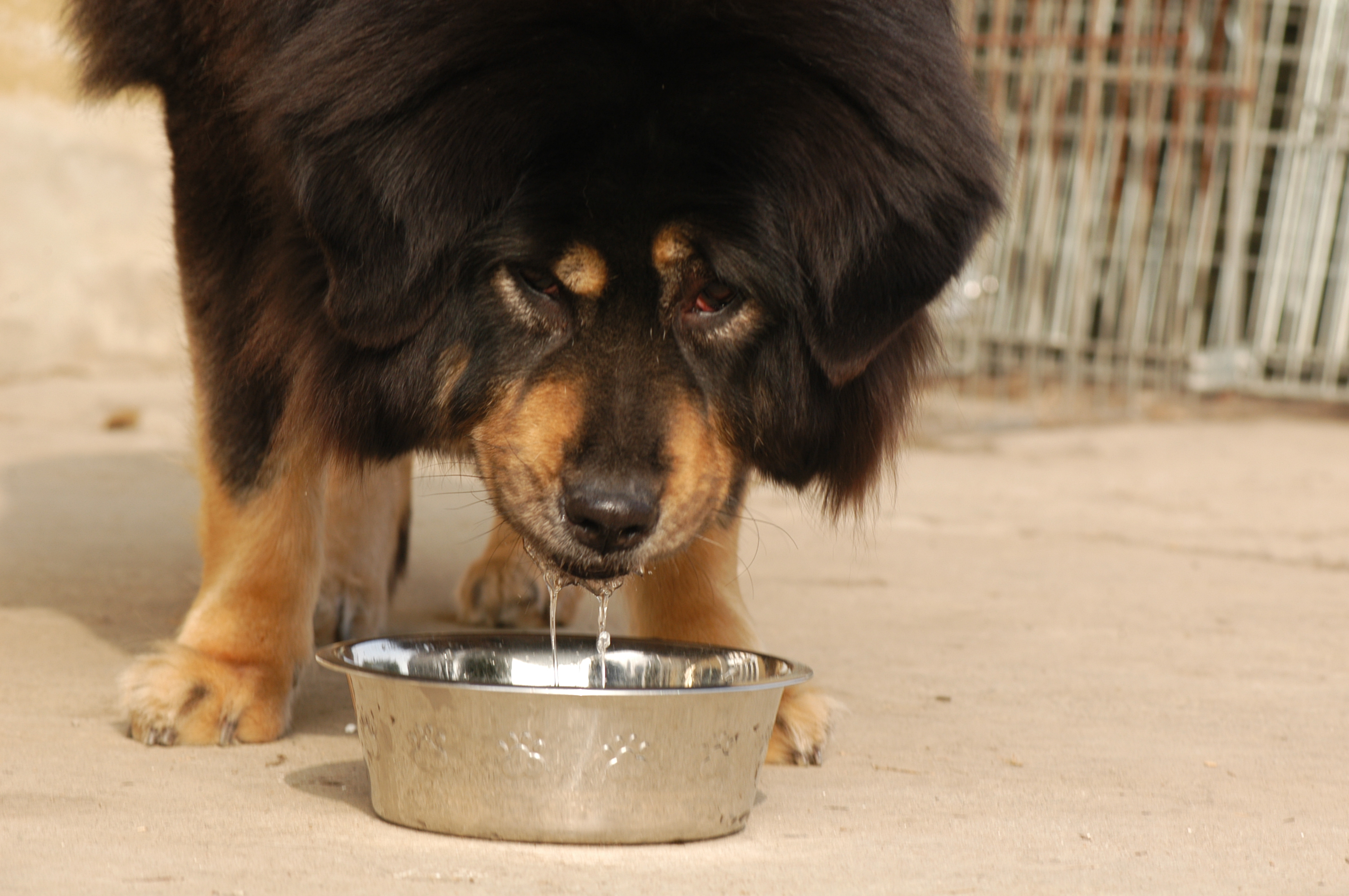 Quanta acqua devono bere cane e gatto in estate?