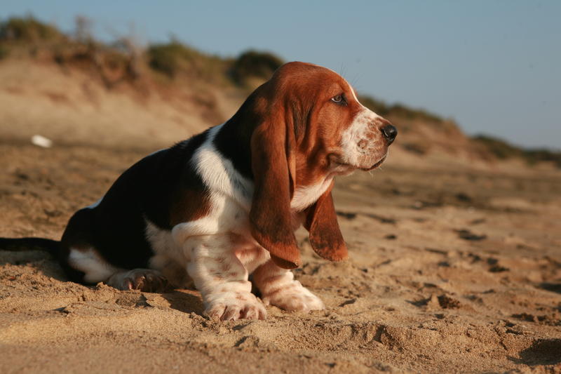 Cani al Mare: Rischi, Benefici e Attrezzatura Giusta