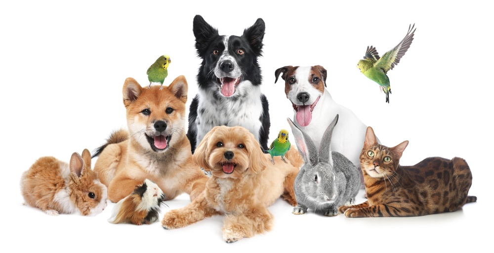 Pet Economy in Senato: nasce il Tavolo Nazionale. Cosa chiede il settore 