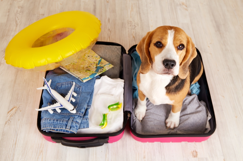 Kit da viaggio per il cane