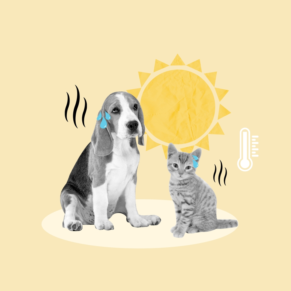 Estate 2026: Tutti i Pericoli del Caldo per Cani e Gatti