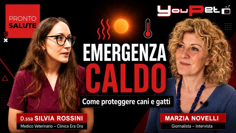Colpo di calore cane e gatto: segnali e primo soccorso
