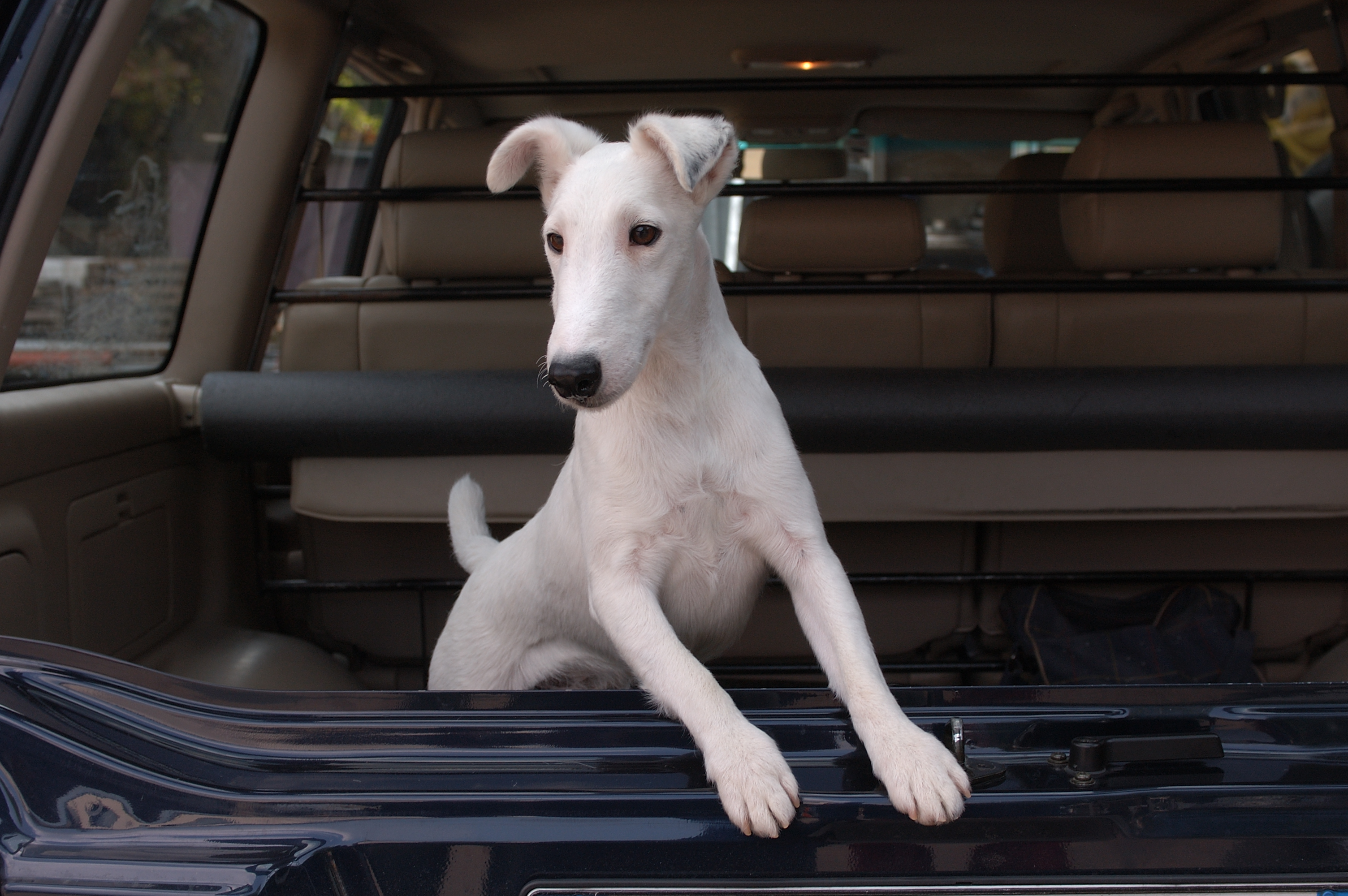 Cane che vomita in auto: cause, diagnosi e gestione della cinetosi canina