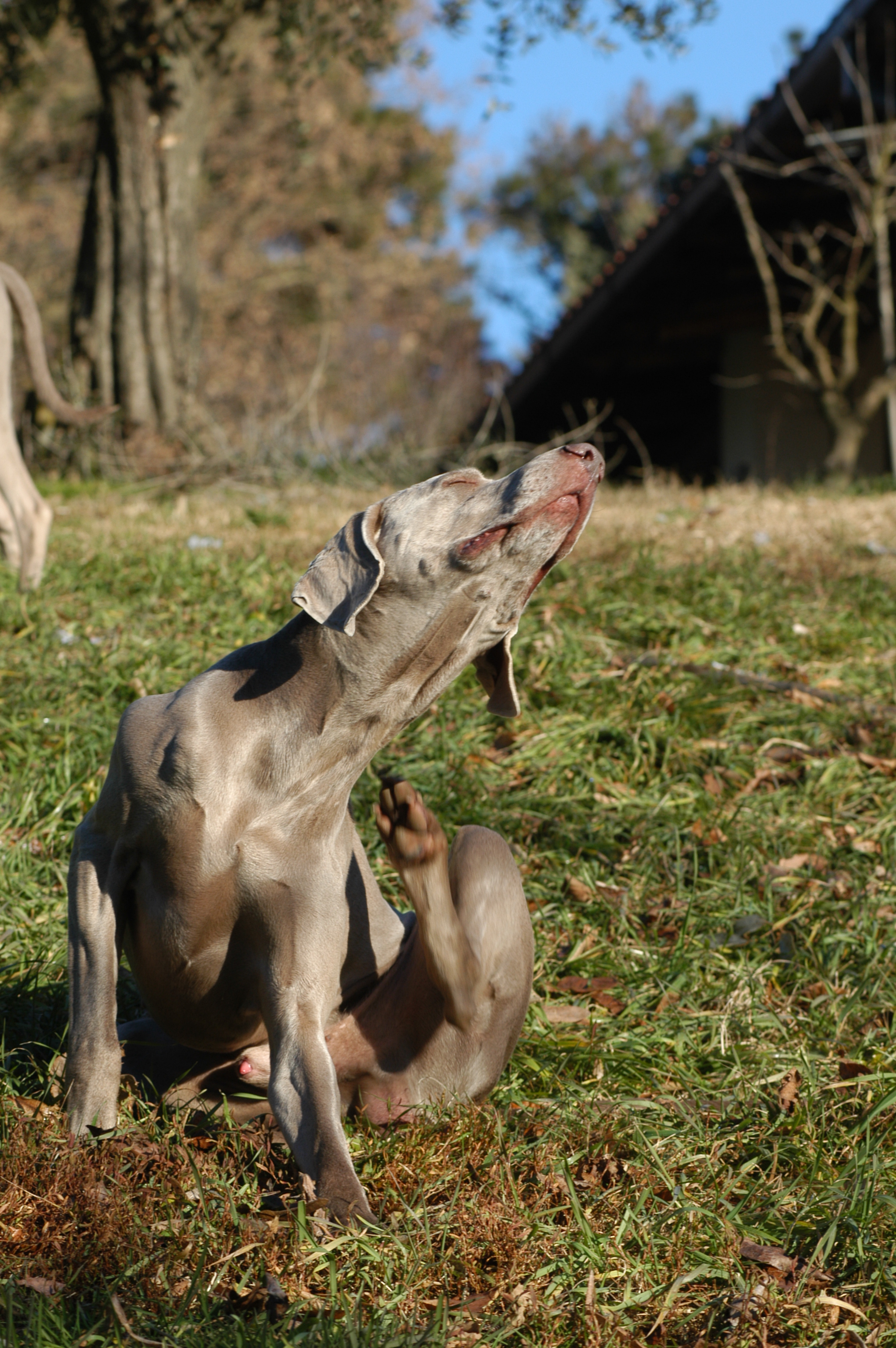 Dermatiti e pruriti estivi recidivanti nel cane e nel gatto