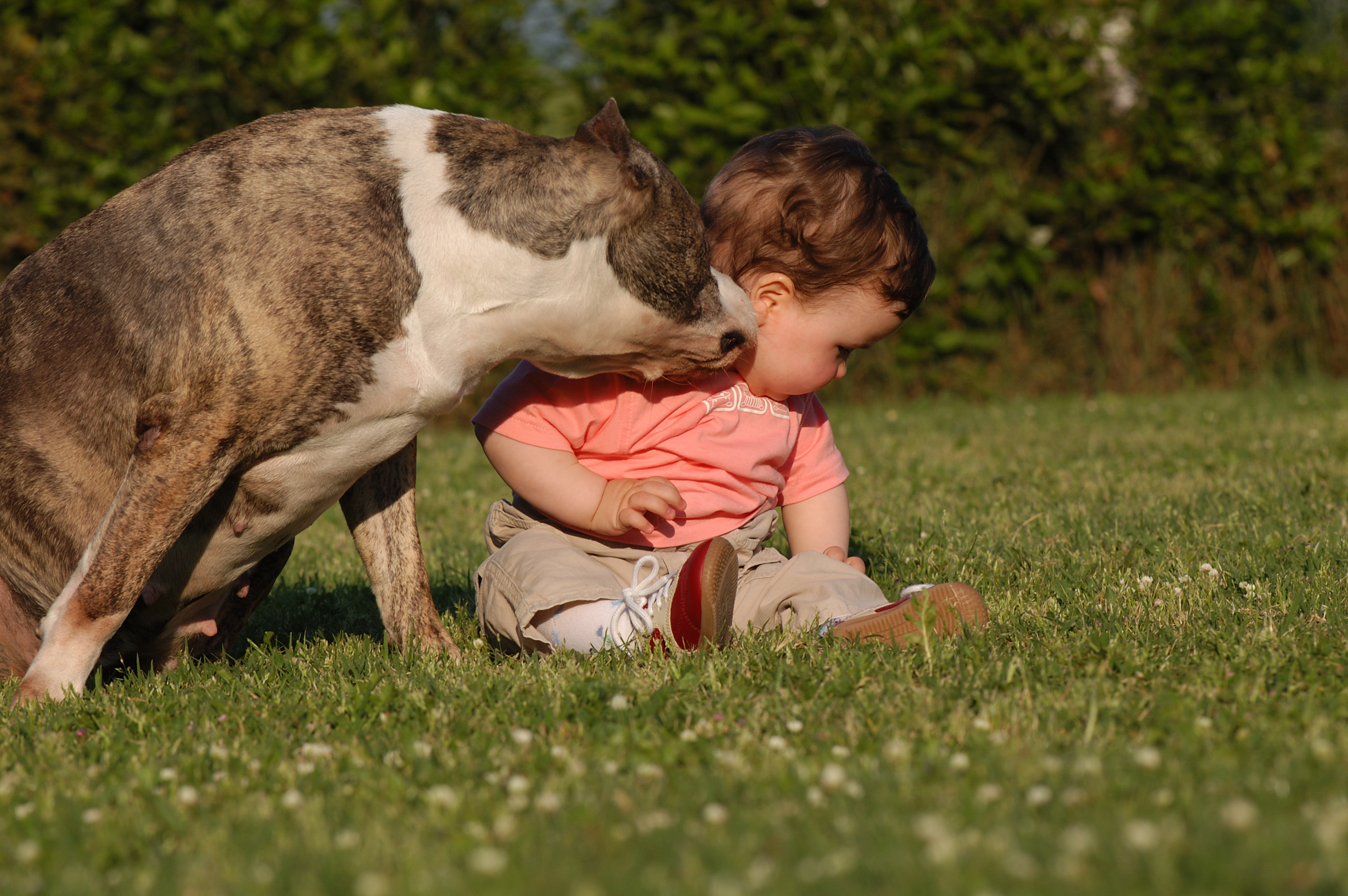 In Italia ci sono più cani (e gatti) che bambini...