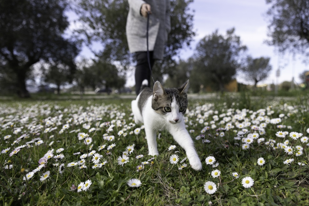 Portare il gatto al guinzaglio: nuova moda o vera opportunità?