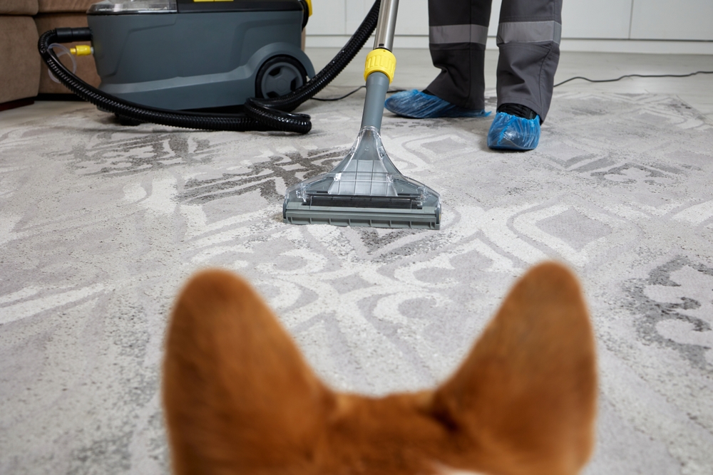 Come pulire pavimenti e cucce in estate senza usare prodotti chimici 