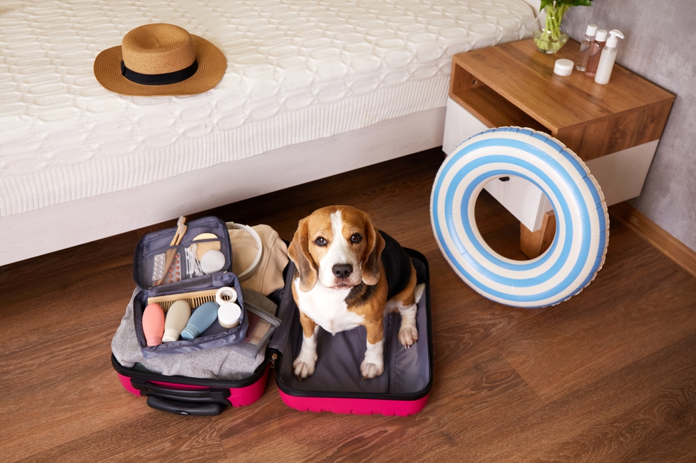 Le vacanze viste dal cane: 10 cose che per noi sono divertenti e per lui forse no