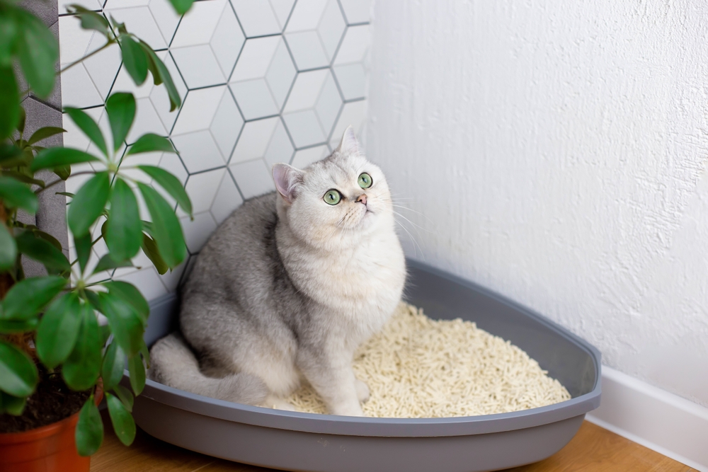 Cistite idiopatica del gatto a luglio: l'approccio integrato tra idratazione, ambiente e stress