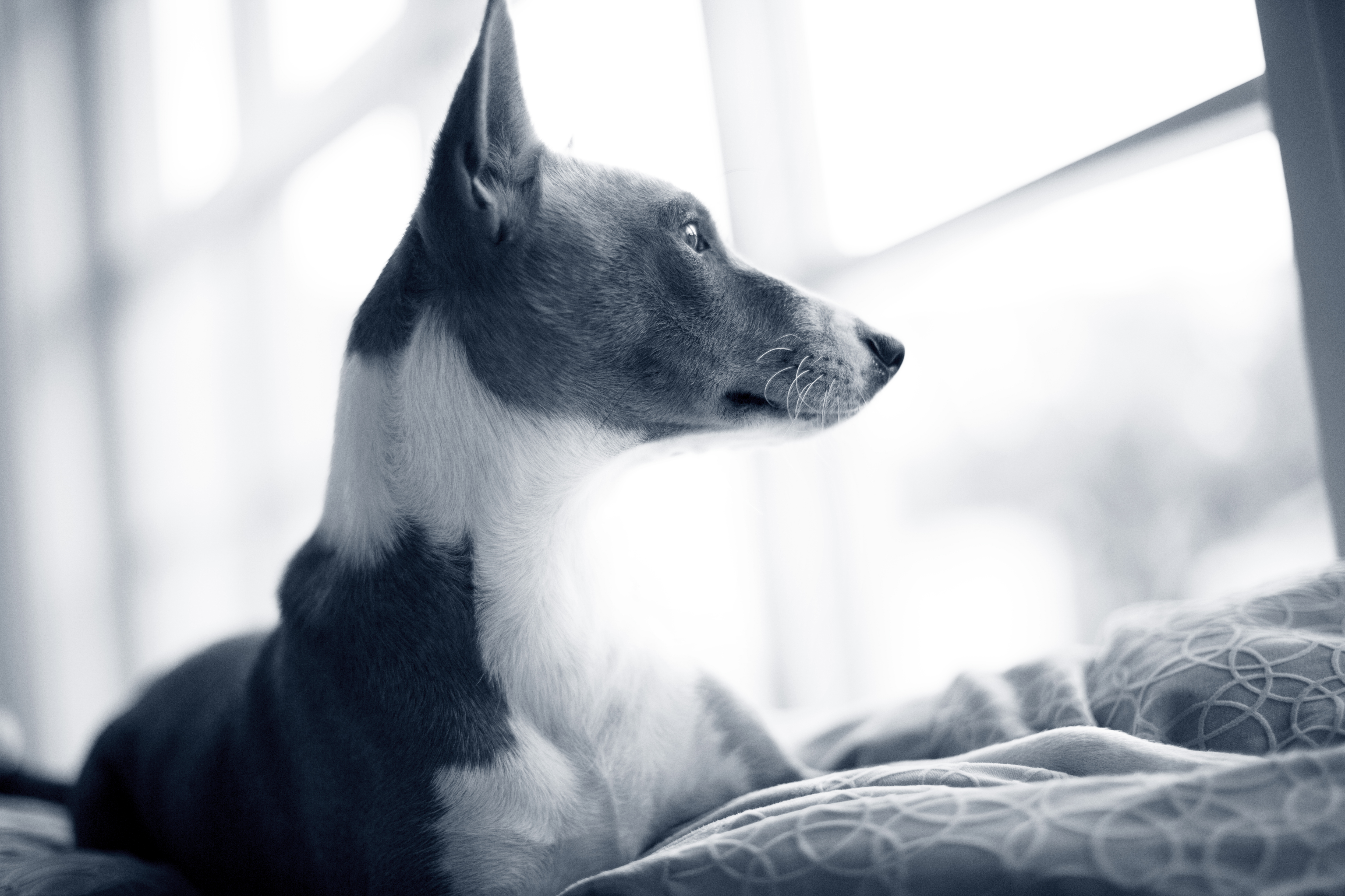 Cosa vedono cani e gatti durante un’eclissi?
