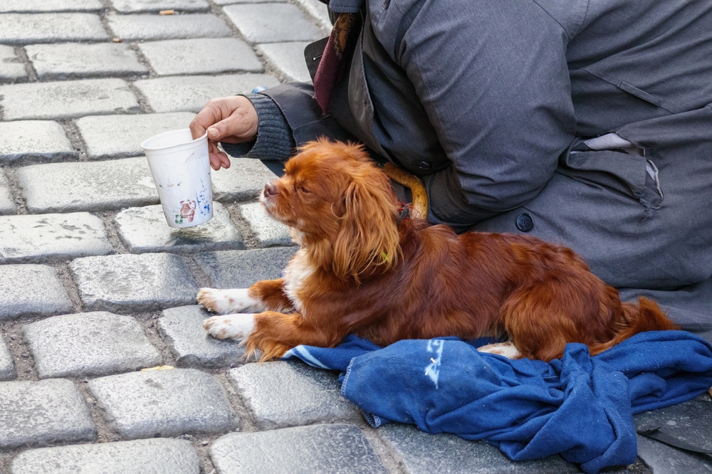 Accattonaggio con gli animali: cosa cambia con la nuova legge della Lombardia