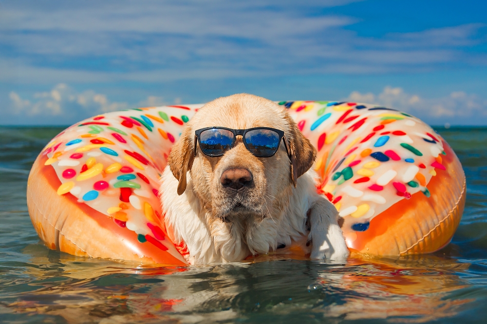 Ferragosto con il cane: il nuovo protagonista delle vacanze italiane