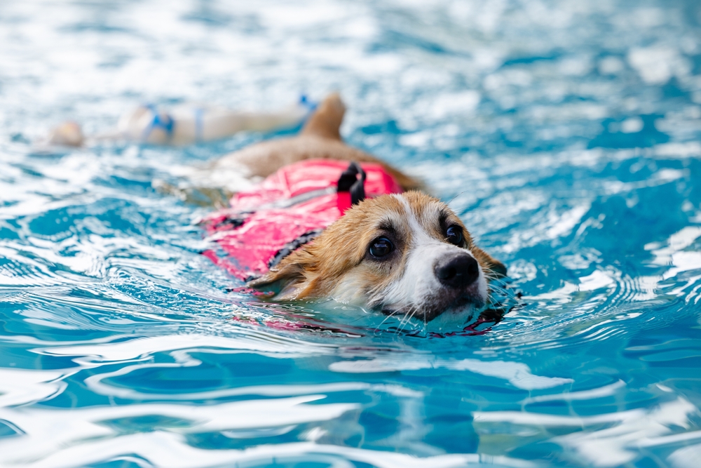 Perché alcuni cani amano nuotare e altri odiano l'acqua?