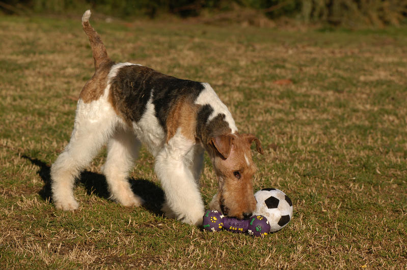 Il tuo cane è felice?