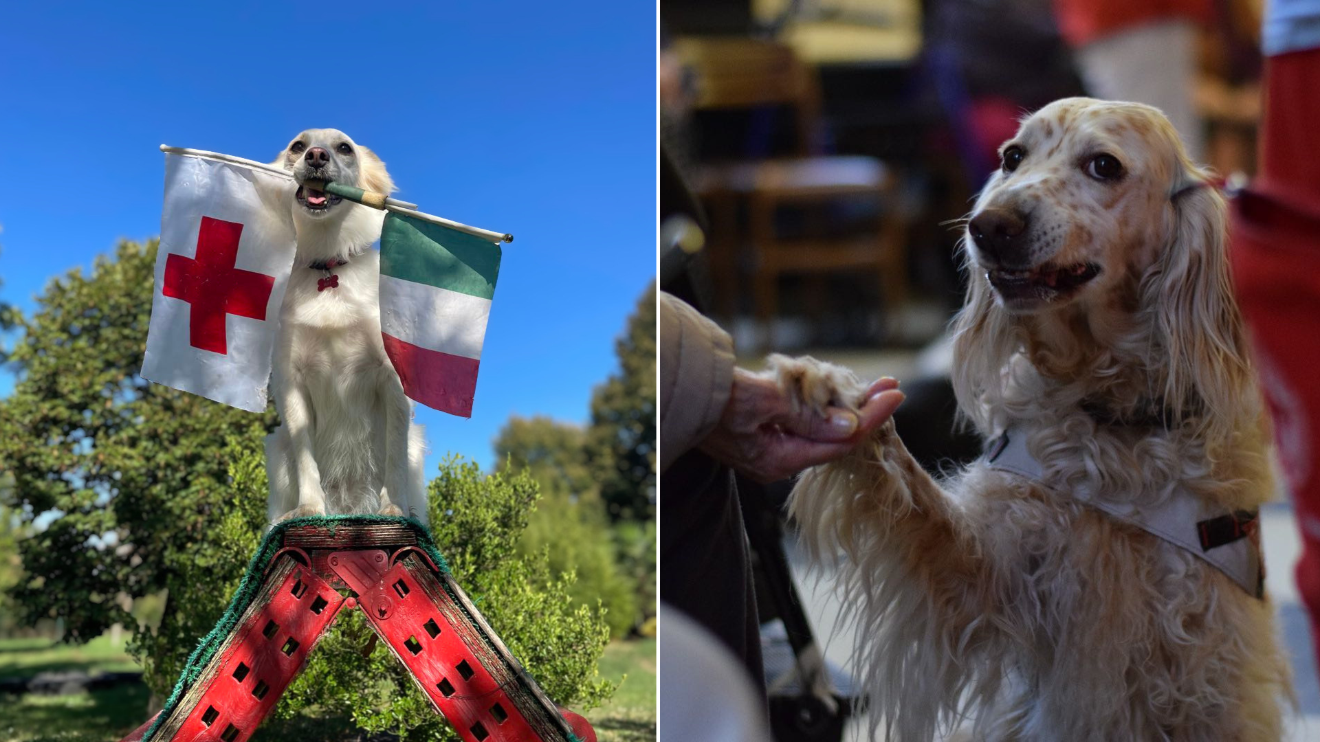 Premio Fedeltà del cane: le altre storie