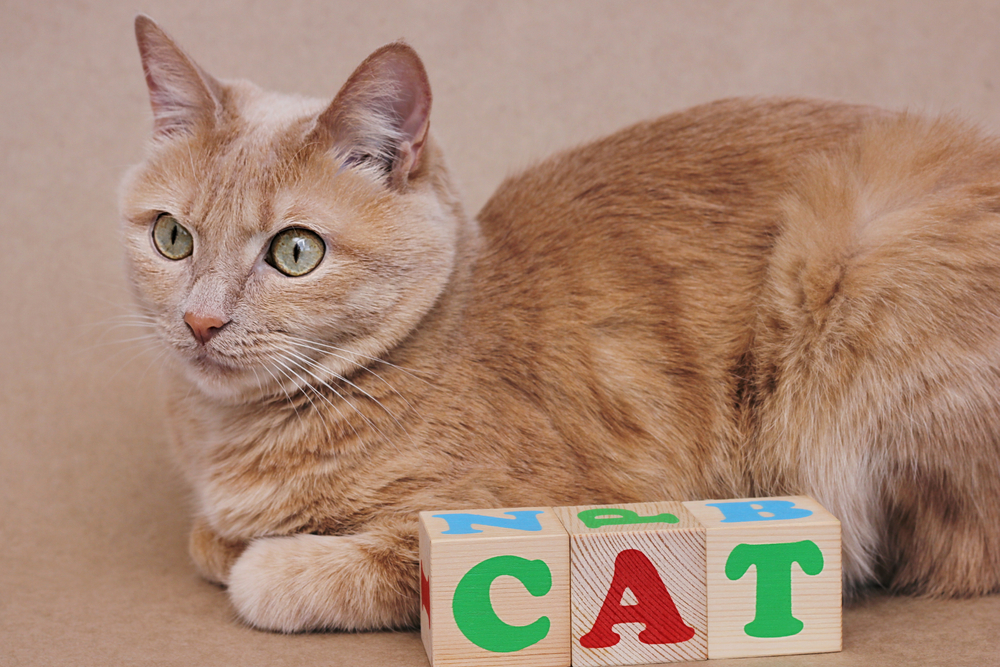 È vero che i gatti imparano le associazioni parola-immagine più in fretta dei bambini? Scopriamolo!