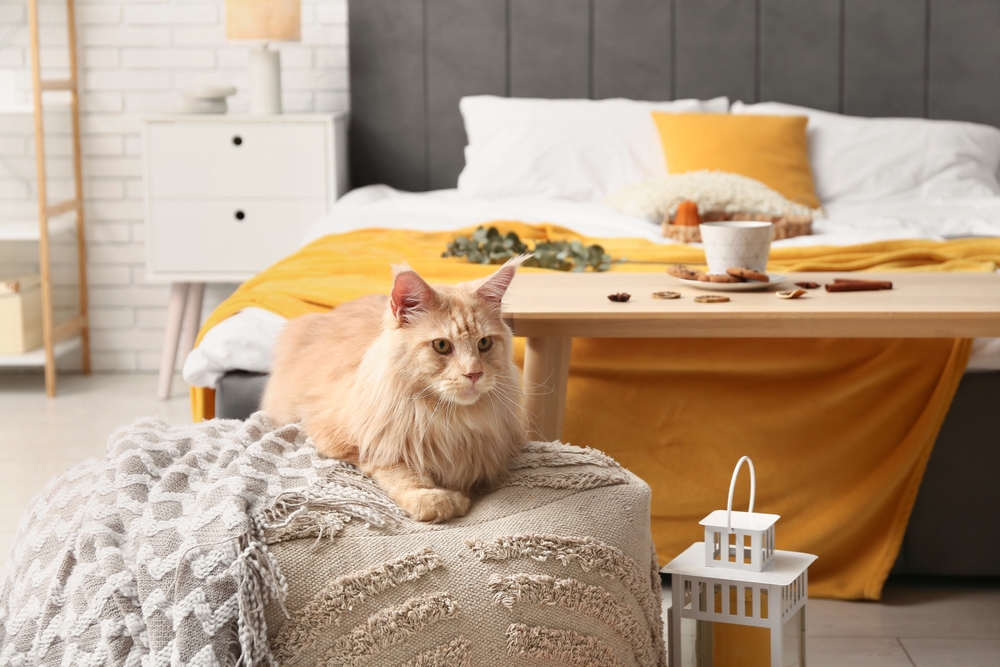 Il gatto indoor è davvero felice? 