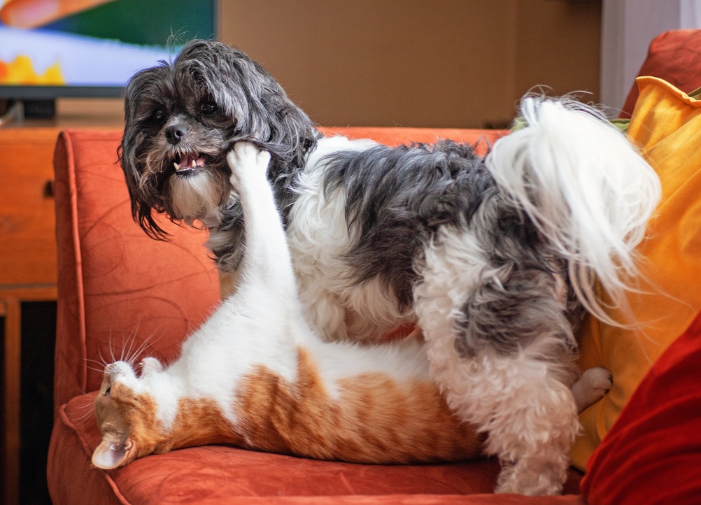 Ansia da rientro nel cane e nel gatto