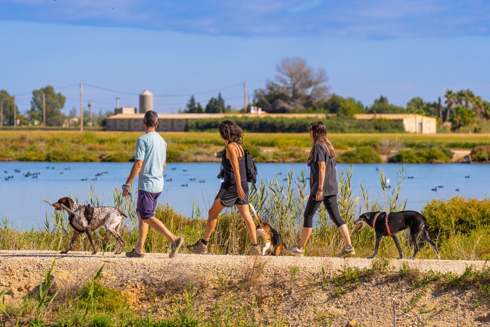 Scampagnata fuori porta con il cane