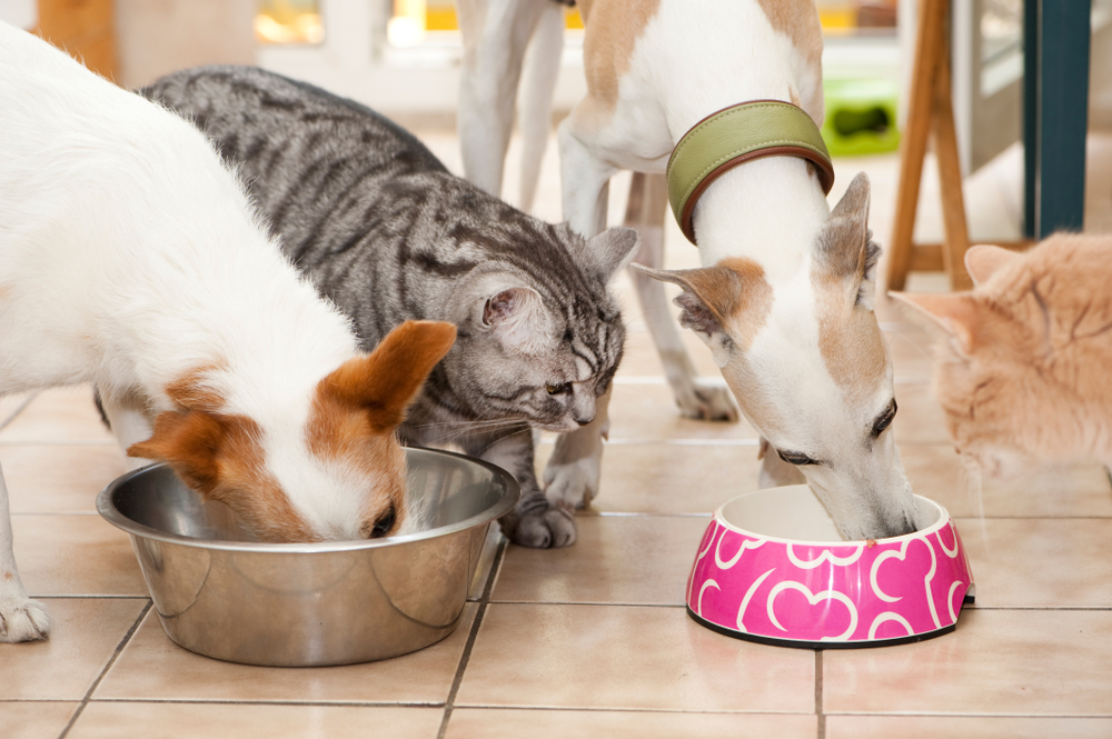 Dieta post-vacanze per cani e gatti