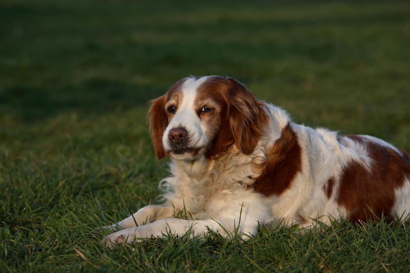 Il dolore cronico nel cane anziano