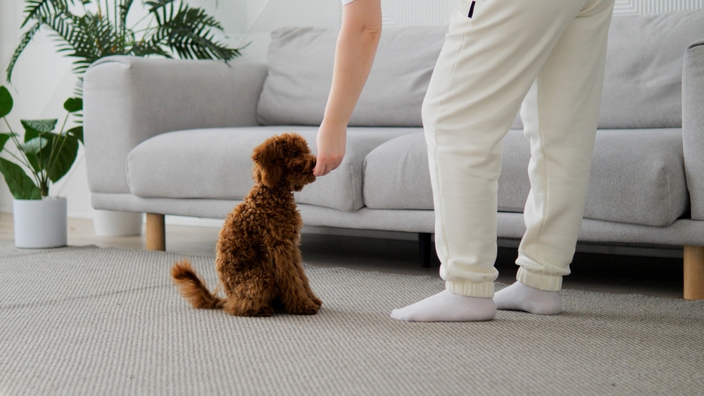 Il cane soffre quando torniamo al lavoro?