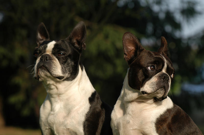 Cane ansioso o pauroso: cosa fare