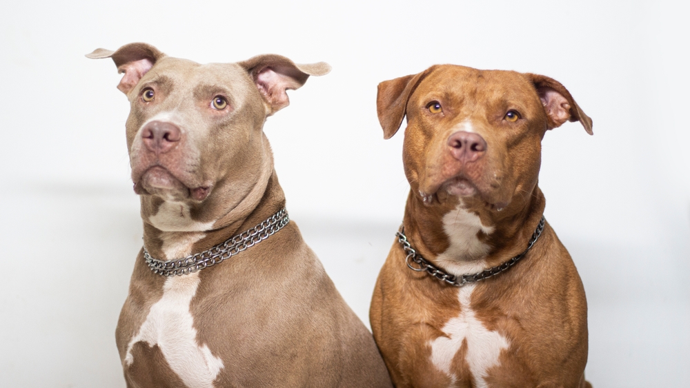L’inferno dei pitbull