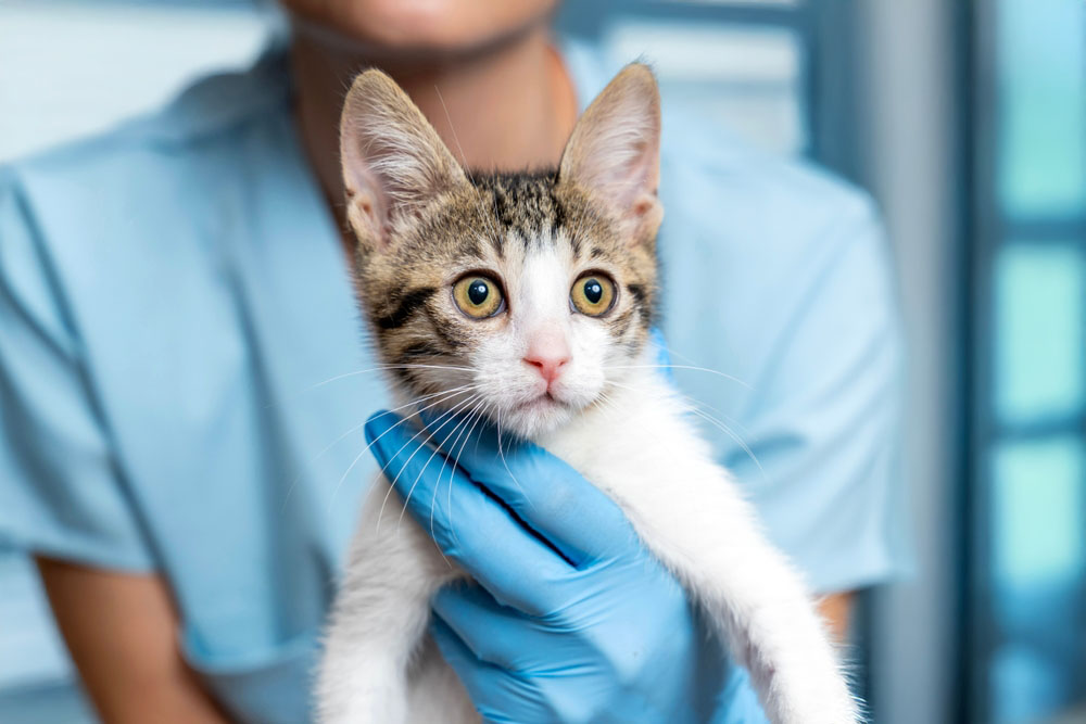 L'importanza della prevenzione per la salute del gatto