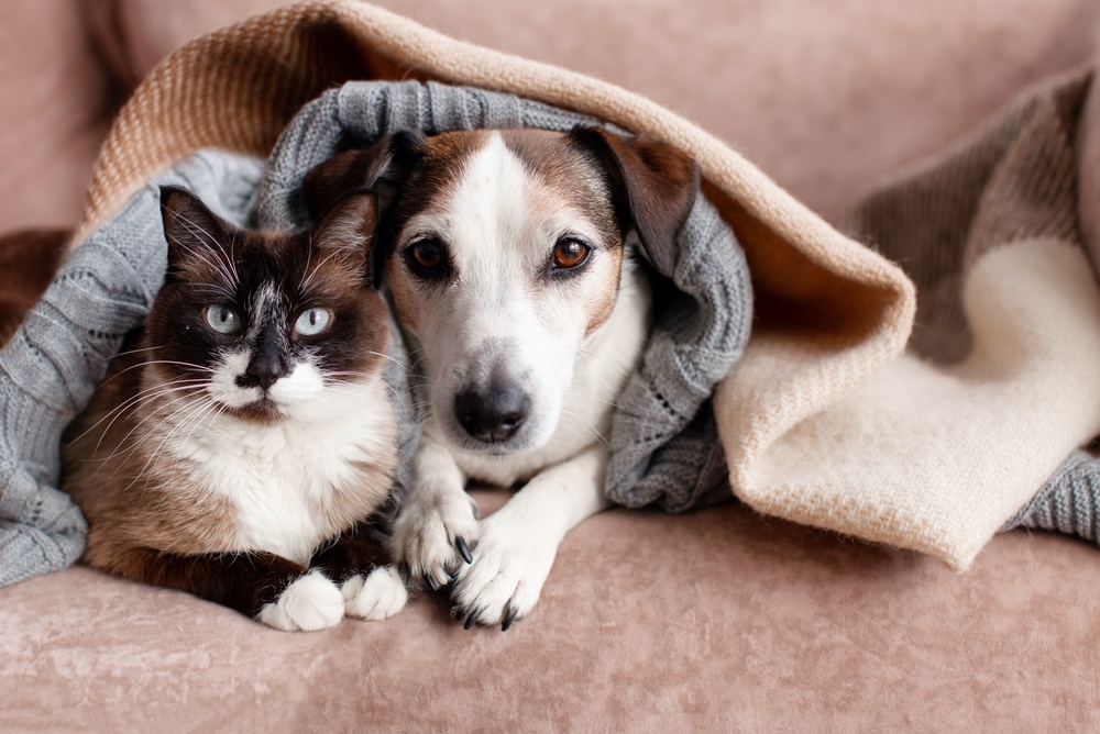 È più intelligente il cane o il gatto?