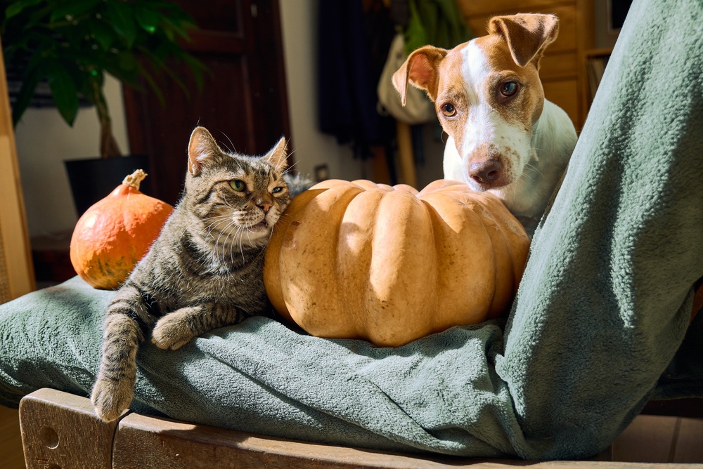 Autunno e dolore articolare nel cane e nel gatto 