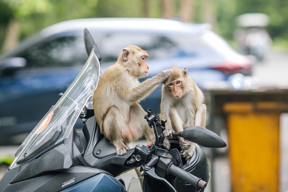 Animali selvatici in città