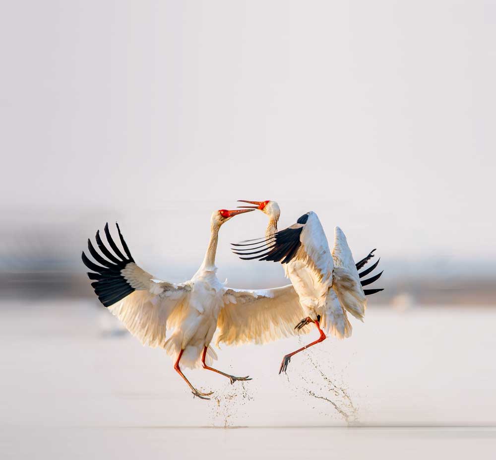 “State of the world birds”: pubblicato il nuovo report