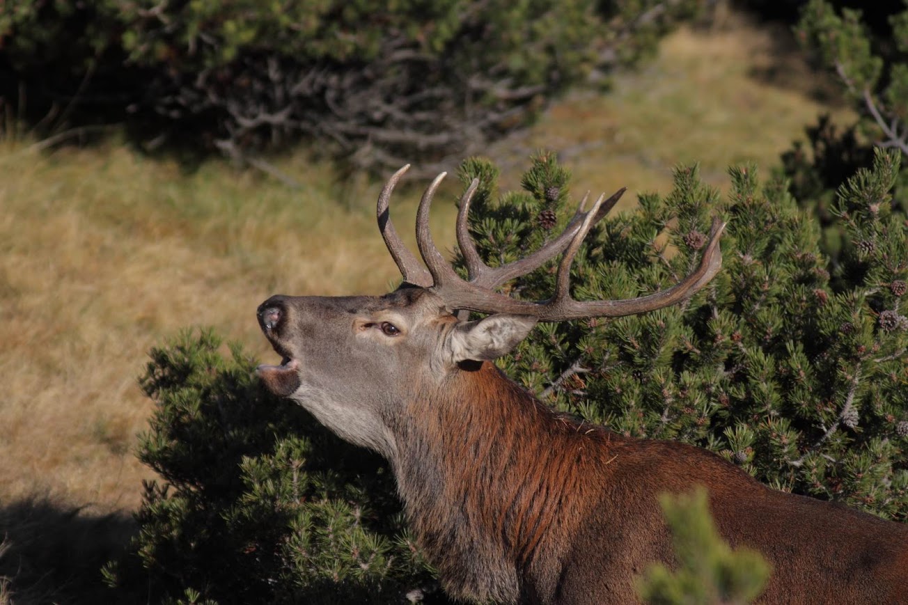 In Valtellina per scoprire il bramito del cervo