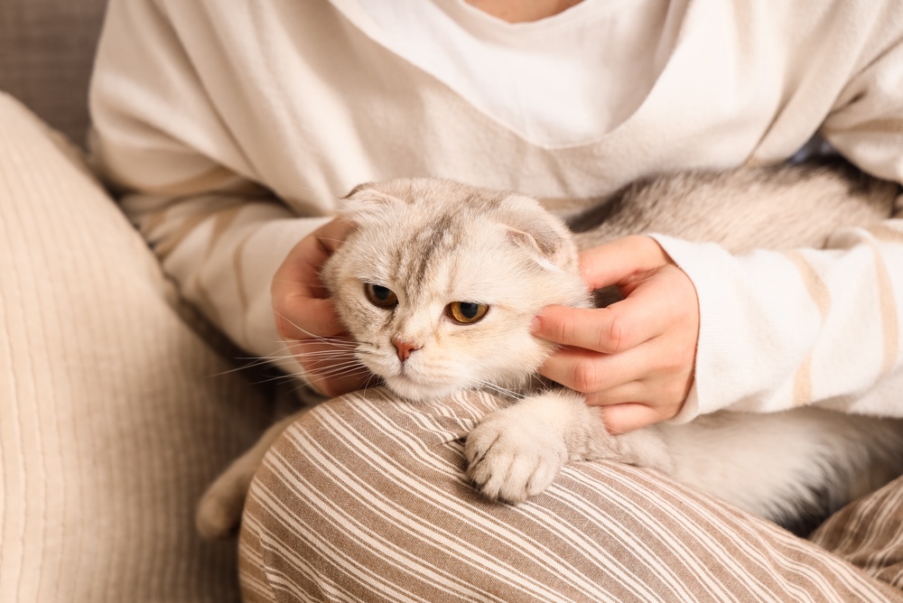La cat therapy torna a Milano