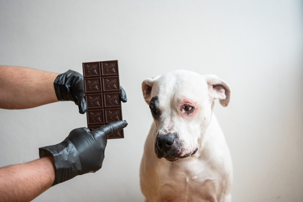 Halloween e cioccolato: perché è tossico per cani e gatti e quanto ne basta