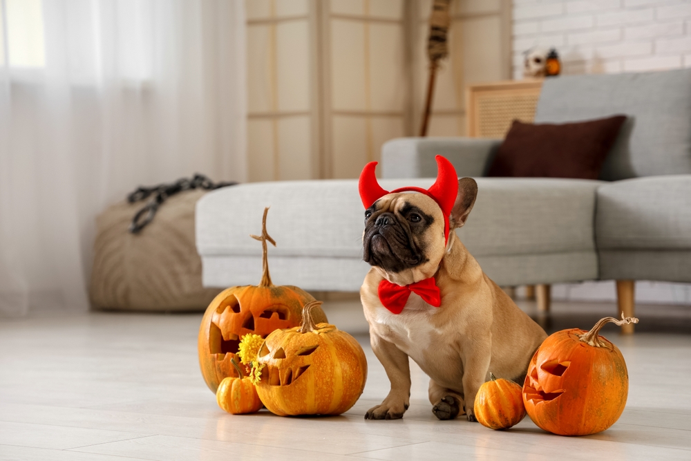 Costumi di Halloween per cani e gatti: sì o no? 