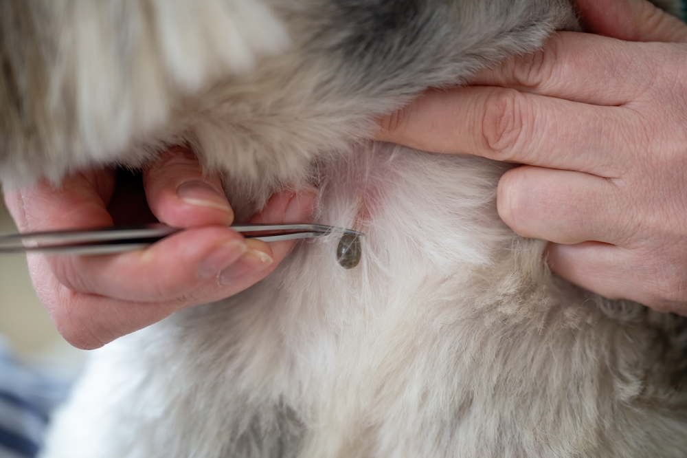 Zecche sul cane: come toglierle e cosa NON fare