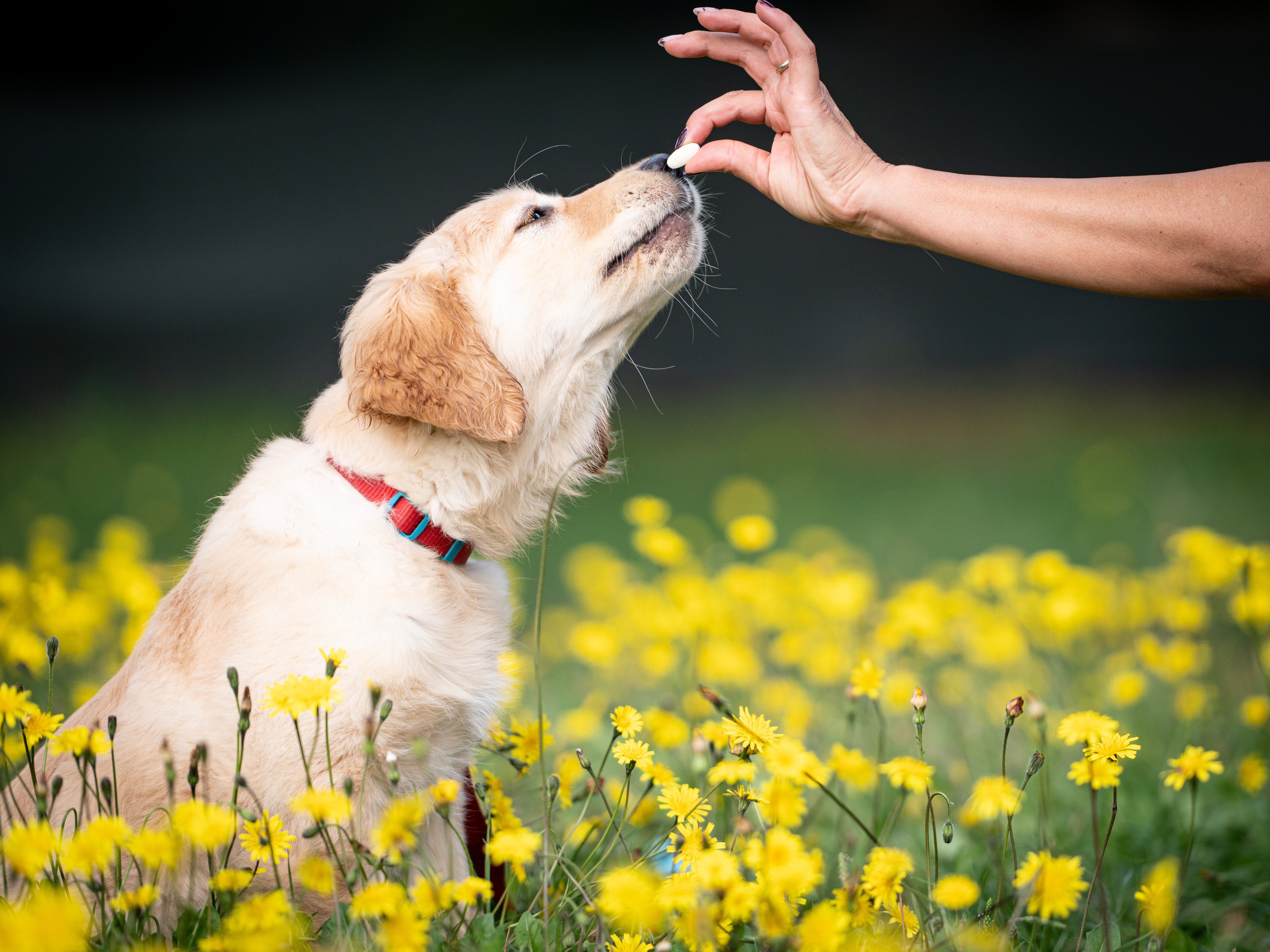  Innovet: 30 anni di ricerca italiana per cani e gatti. 