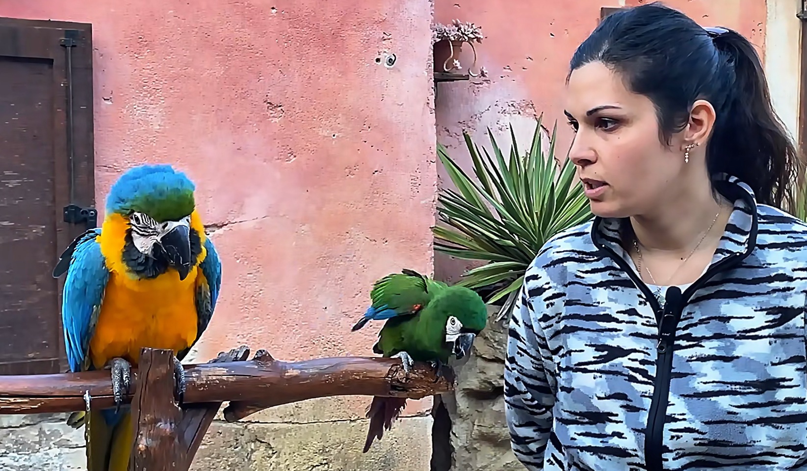 Ronny e Rocket arricchiscono la famiglia di Parrots World:  OLTREMARE 2.0 A RICCIONE