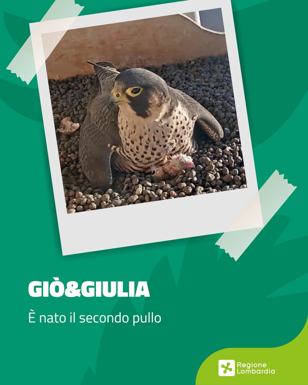 Pasquetta speciale al Pirellone, nati primi due pulli di Giò e Giulia