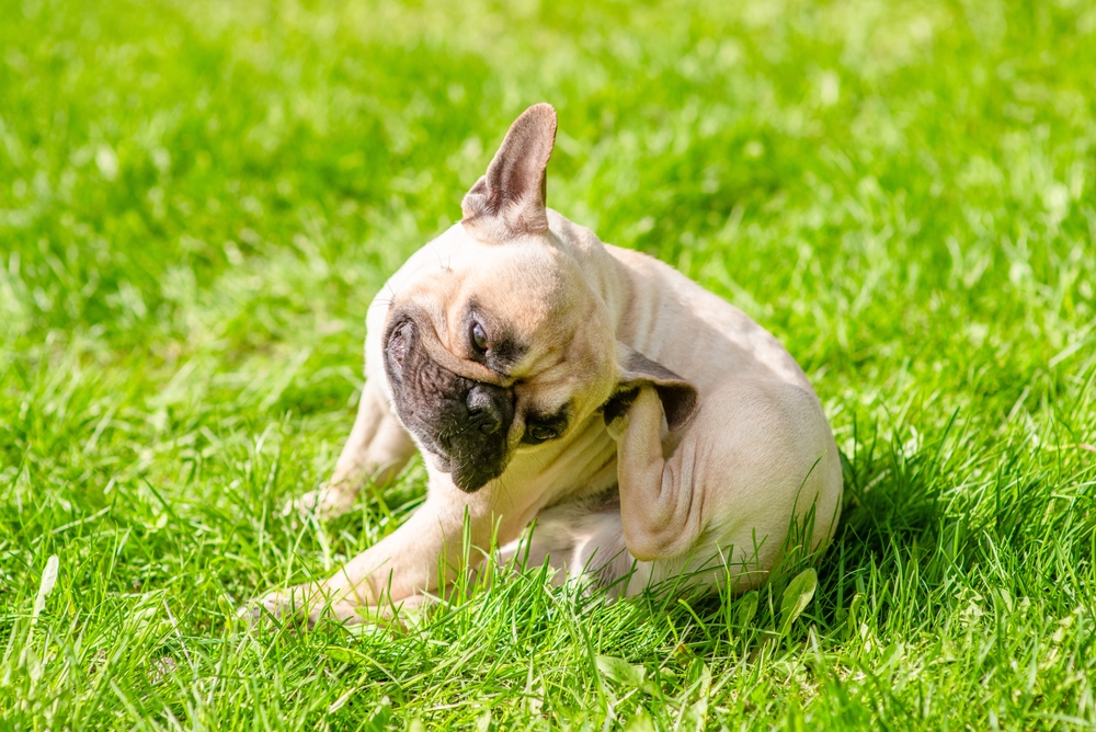 Il cane si gratta: tutte le cause possibili