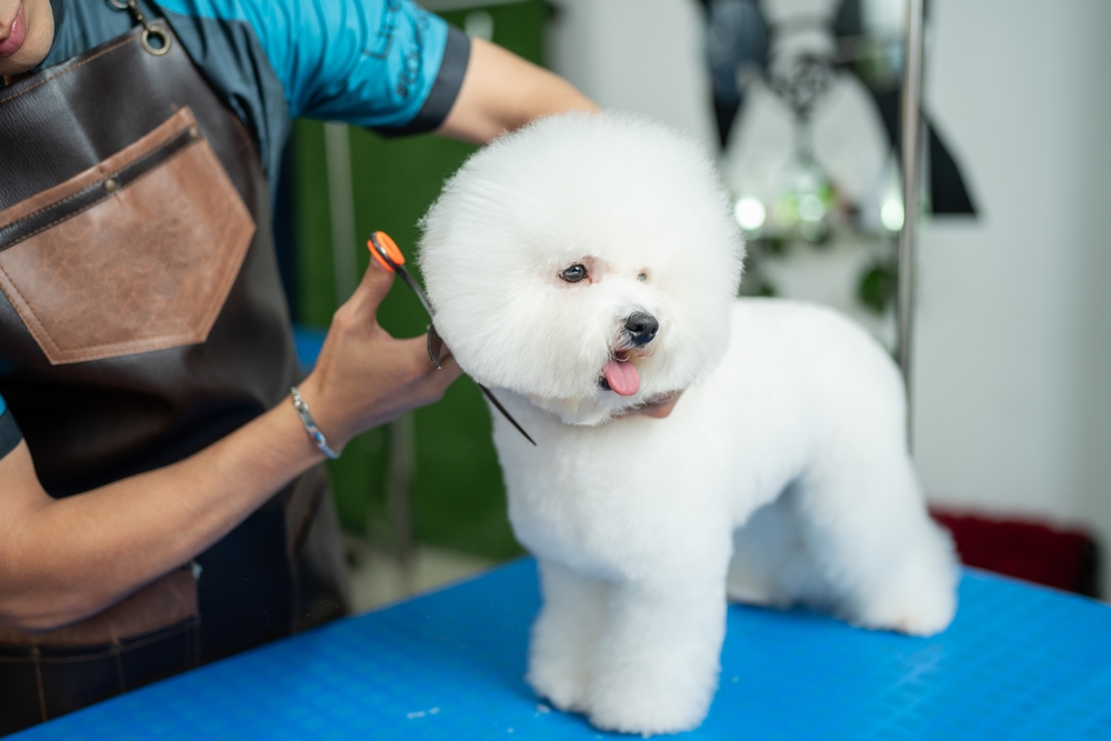 La toelettatura del cane: quanto spesso e cosa include