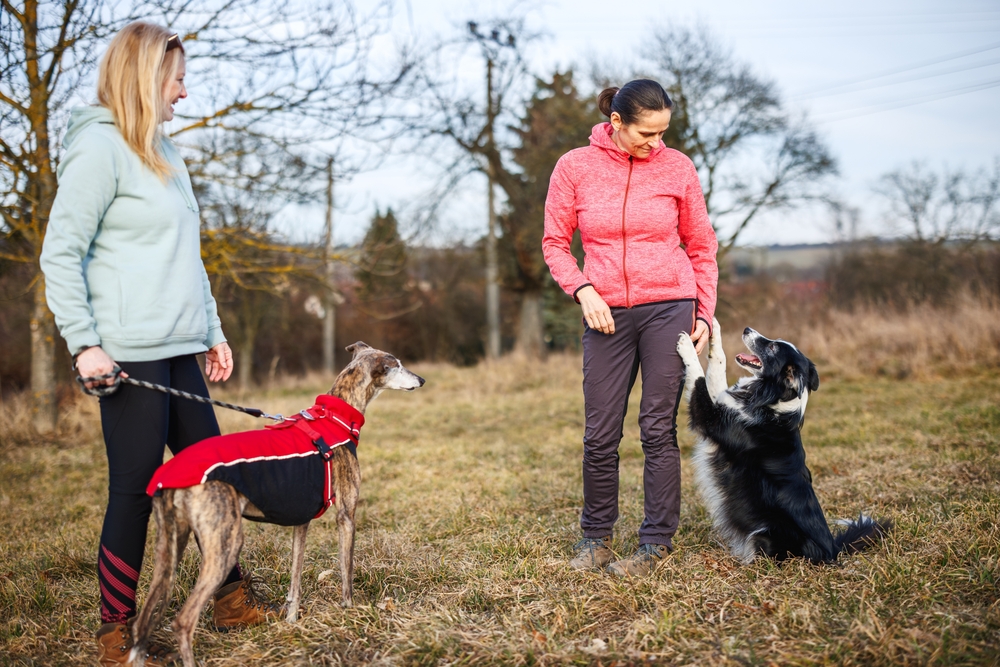 Educatore cinofilo: chi è e quando serve davvero