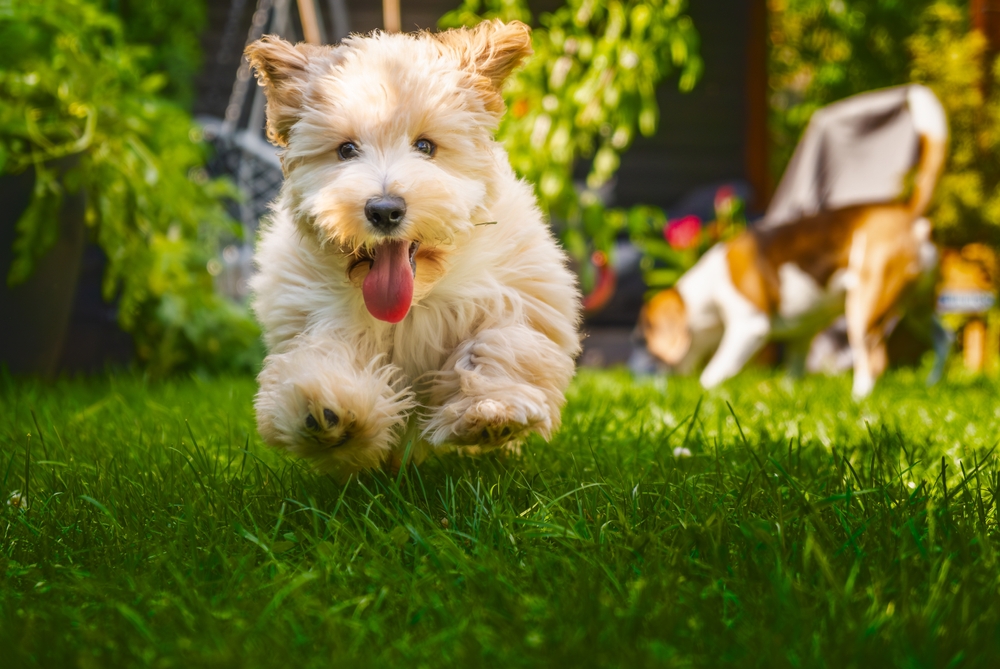 Leishmaniosi nel cane: prevenzione e vaccinazione 2026