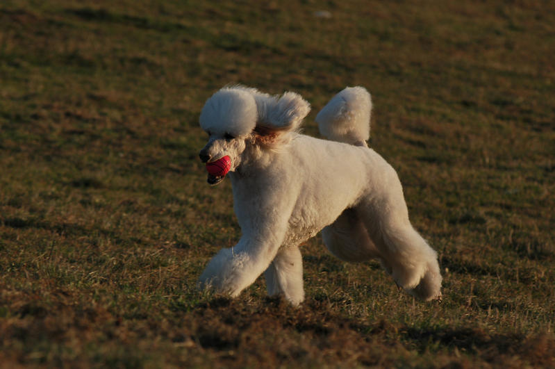 Passeggiare con il cane in primavera: percorsi e precauzioni