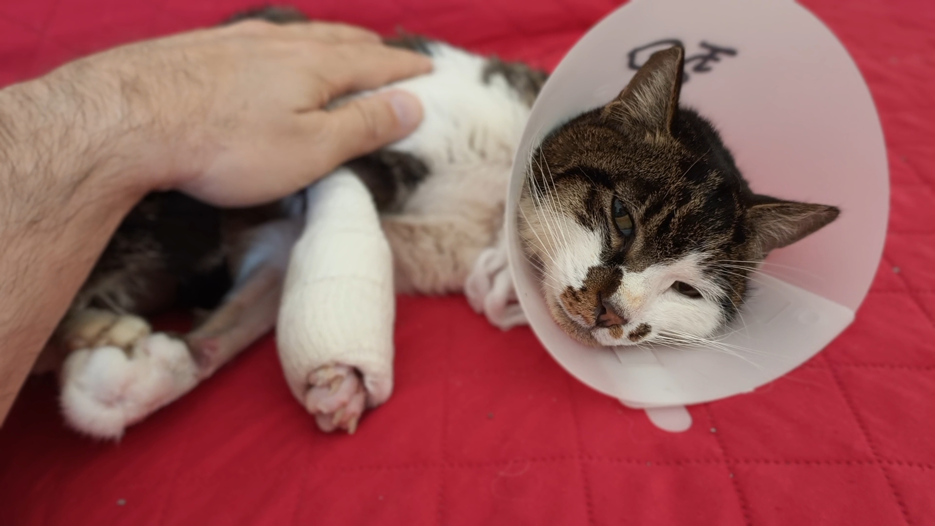 La gattina Rosi ha trovato casa