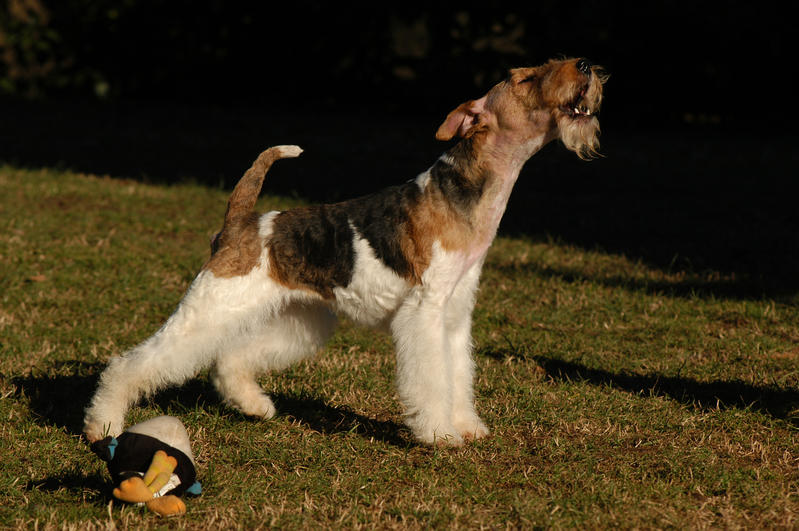 Il cane abbaia troppo: cause e soluzioni pratiche