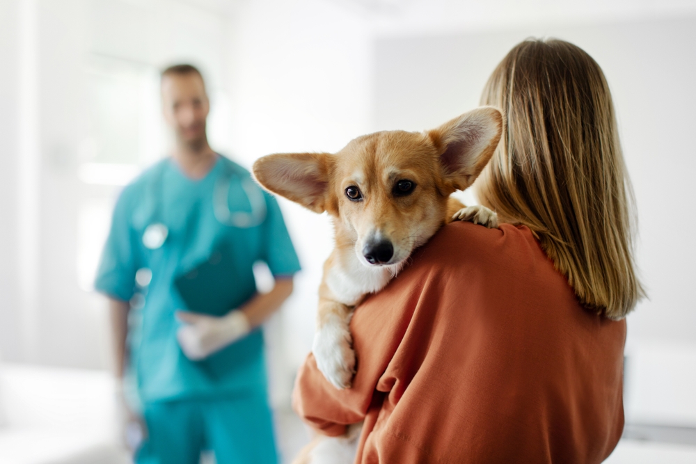 Finti veterinari alla porta!
