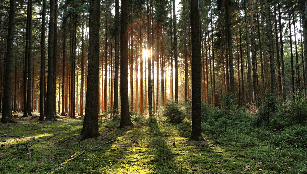 Le foreste europee e Il cambiamento climatico